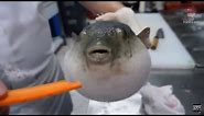 Pufferfish eats carrot (full video)