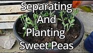 How To Plant And Pinch Back Sweet Peas (With Time Lapse)