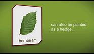 How to plant a Hornbeam Tree or Hedge by Heathwood Nurseries