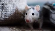 9 Signs of a Rat or Mouse Infestation in Your Home (And What to Do)