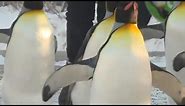 Penguin walk at the Calgary Zoo returns