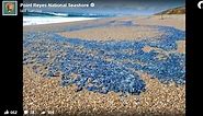 ‘Millions’ of bizarre blue blobs wash ashore on California beaches. What are they?