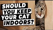 Should You Keep Your Cat Indoors? | Tips From A Vet