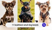 11 Healthiest Small Dog Breeds (with Photos) - Oodle Life