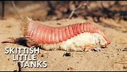 Pink Fairy Armadillos are Pint Sized Tanks