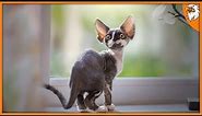 5 Smallest Cat Breeds In The World