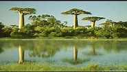 The worlds largest baobab tree the sagole boabab in Masisi venda Limpopo South Africa