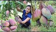 Harvest purple mango and cooking - Amazing cooking skills