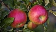 Apple Science: Comparing Apples and Onions | Lesson Plan