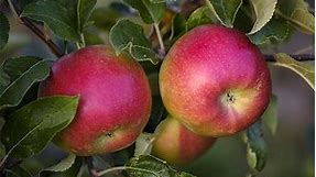 Apple Science: Comparing Apples and Onions | Lesson Plan