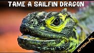 How to Tame a Sailfin Dragon - The EASY Way!