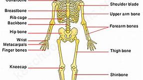 Human Skeleton for Kids | Skeletal System | Human Body Facts