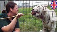 Tiger attacks: Tiger mauls zookeeper to death at Britain’s Hamerton Park Zoo - TomoNews