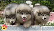 Baby Alaskan Malamute Puppies Running😍Funny And Cute Puppies Compilation