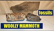 woolly MAMMOTH tusk/ ivory, teeth, jaw, bones ICE AGE FOSSILS