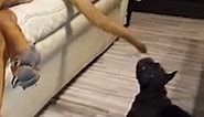 Adorable Pug Puppy Vs. Great Dane's Tail!