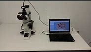 Olympus CKX41SF Trinocular Inverted Microscope Phase Contrast Brightfield CKX41 - 10706