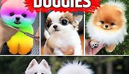 दुनिया में 10 सबसे cute dogs.....Cutest Dogs in the World | World’s Cutest Dog Breeds