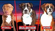 Pitbull Boxer Mix: Bullboxer Breed Information, Puppy Costs & More