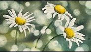 Daisies + Bokeh Background - Step by Step Watercolour Tutorial