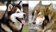 Alaskan Malamute vs Wolf Dog Hybrid