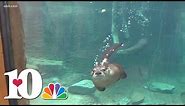 Meet the new otters guaranteed to make you smile at Zoo Knoxville