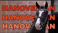 Hanoverian Horse: The giants of Classic Equestrianism!