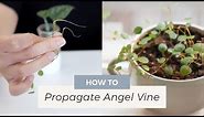 How to Propagate Angel Vine