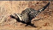 The African Civet (Civettictis civetta)