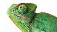 Lizard Eyes: What Makes Them Unique?