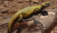 Uromastyx (Spiny-Tailed Lizard)