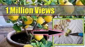 How to Grow Lemon Tree from Seed Indoors ► FAST GERMINATION ►