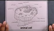 How To Draw Animal Cell Step By Step/Animal Cell Diagram