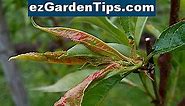 Comment faire pour résoudre la maladie des poiriers des feuilles 🌱 Conseils Jardiniers - Fr.ezGardenTips.com