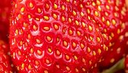 Discover the World's Largest Strawberry Ever Grown
