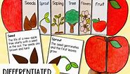 Life cycle of an apple tree foldable sequencing activity cut and paste