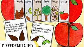 Life cycle of an apple tree foldable sequencing activity cut and paste