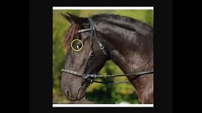 Explaining & Understanding Bitless Bridles, Hackamores, Rope Halters & Benefits For The Horse