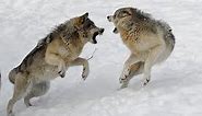 Wolves war