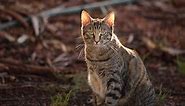 Australia must control its killer cat problem. A major new report explains how, but doesn’t go far enough