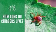 How Long Do Chiggers Live? Lifespan & Reproduction Facts