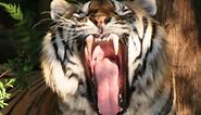 INSIDE THE TIGERS MOUTH