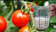 100 % PRIRODNO sredstvo za paradajz,krastavac,paprika ruže i ostale biljke
