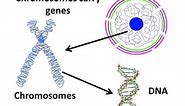 Biology - Cell nucleus, chromosome and gene - English