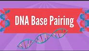 DNA Base Pairing