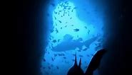 Relax and enjoy this peaceful silhouette from inside Fish Rock Cave at South West Rocks, Australia. . . . . #southwestrocks #fishrock #scuba #ocean #nature #shark #greynurse #australia #visitnsw #padi #scubadiving #underwater #underwaterphotography #dive #uwphotography #underwaterworld #scubadive #sea #travel #photography #marinelife | South West Rocks Dive Centre