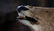 Deer Teeth: Everything You Need to Know
