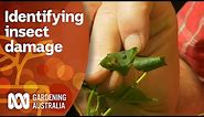 Tips for identifying insects in your garden & why you should | Gardening 101 | Gardening Australia