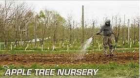 Planting an Apple Tree Nursery