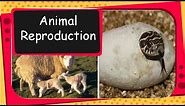 Science - Animal reproduction, Egg laying animal and Mammals - English